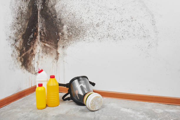 Best Crawl Space Mold Remediation in Benld, IL