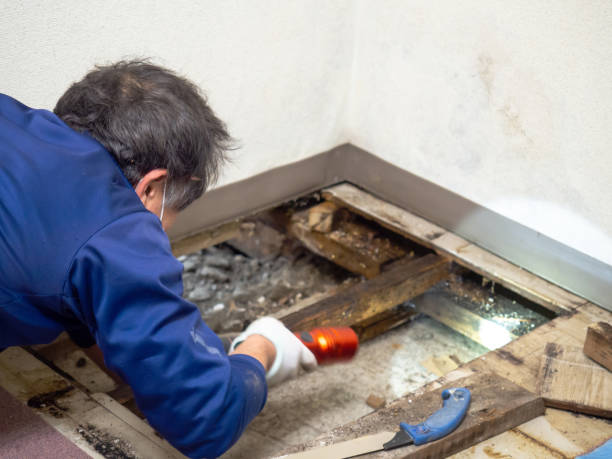 Best DIY Mold Remediation Support Services in Benld, IL