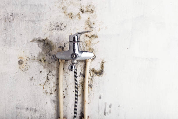 Benld, IL Mold Remediation Company