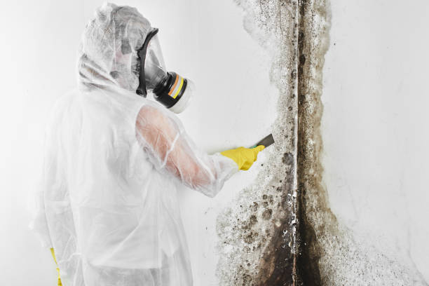Best Mold Testing and Inspection Services in Benld, IL