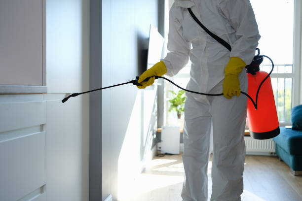 Best Kitchen Mold Remediation in Benld, IL
