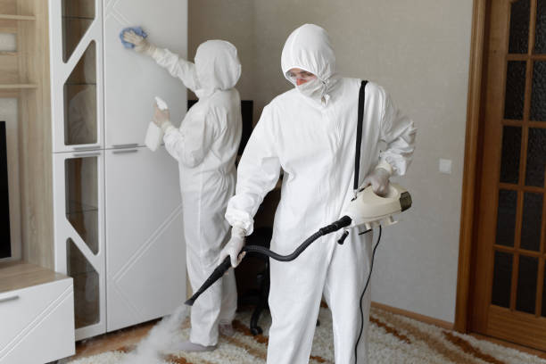 Best Black Mold Remediation in Benld, IL