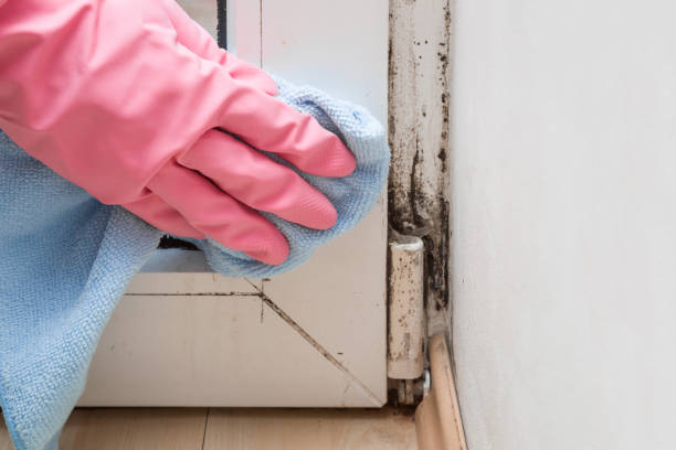 Best HVAC Mold Remediation in Benld, IL