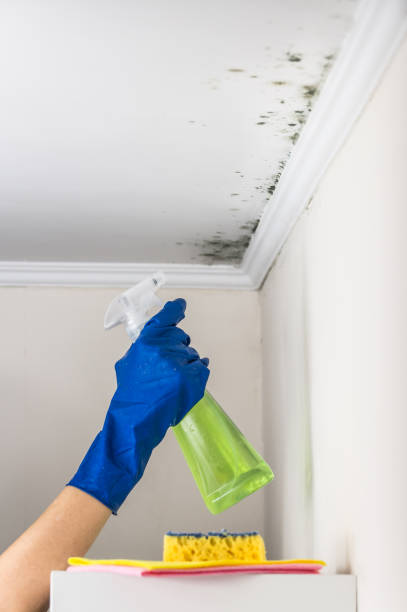 Best Attic Mold Remediation in Benld, IL