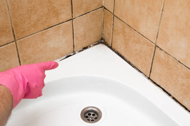 Best White Mold Remediation in Benld, IL